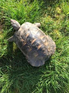 Griechische Landschildkröte, männl. , 10 Jahre alt