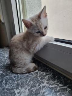 Bengalkitten reinrassig mit Stammbaum