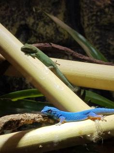 Lygodactylus williamsi