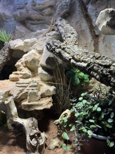 Zwergbartagame mit Terrarium