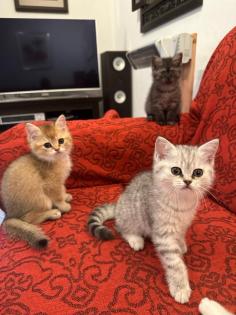 Reinrassige Britisch Kurzhaar Katzenbabys suchen ein schönes zuhause