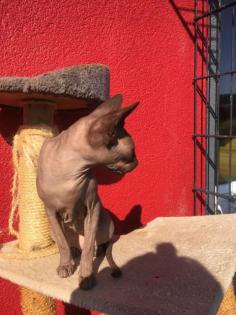 DonSphynx