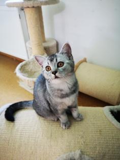 Reinrassige BKH Kitten suchen dich