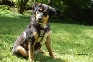 WILHELMINCHEN - weiblich 1 Jahr 51 cm 19 kg Mix Gechipt Kastriert