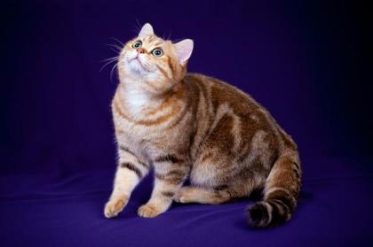Deckkater Sammy mit Stammbaum, grüne Augen, black golden tabby classic