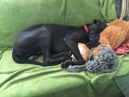 Blauer Weimaraner reinrassig