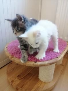 Maine Coon Kitten mit Stammbaum blaue Augen