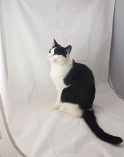 Katze Emma schwarz weiß IMMER NOCH vermisst.