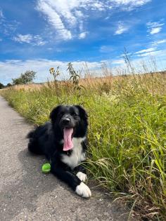 Border Collie/ Australien Shepherd Mix