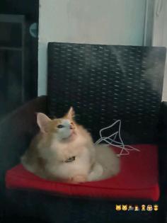 Norwegischer waldkatzen Kater