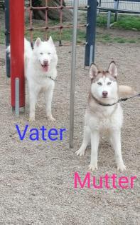 Sibirian Husky Welpen