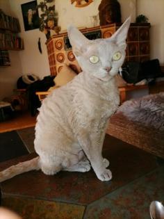 Devon Rex zum verkaufen