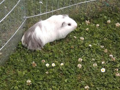 Meerschwein Bock Hobbyzucht
