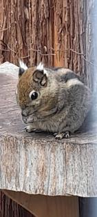Baumstreifenhörnchen