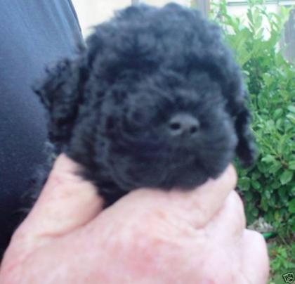 Pudelbabys Zwergpudel Babys