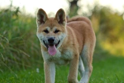 Akita Inu Junge