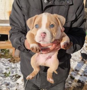 American Bully Pocket