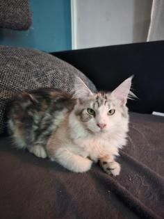 Maine Coon mit Stammbaum