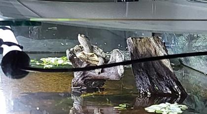 Höckerschildkröten abzugeben