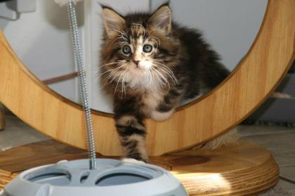 4 meiner kleinen Kater suchen noch ein liebevolles Zuhause.
