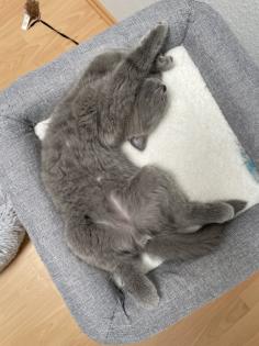 BKH Kitten, Britisch Kurzhaar, Katzenbabys, Kitten