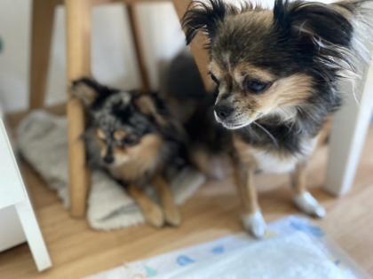 Chihuahua in Langhaar