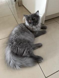 Perser und Angora mix Katzen