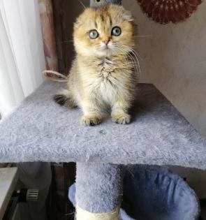Schottische Faltohrkitten, weibchen