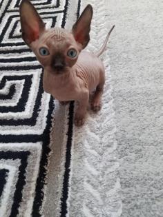 Canadian Sphynx Kitten
