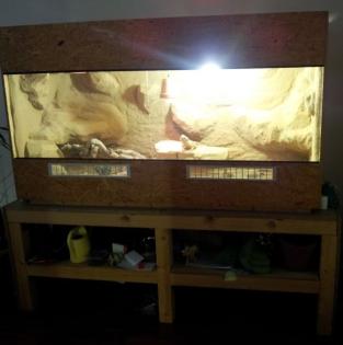 Bartagame Frida mit Terrarium und Podest Eigenbau