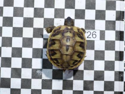 Griechische Landschildkröten NZ 2022