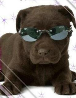 Labrador-Welpen, braun, reinrassig, Rüde Hündin je 1x