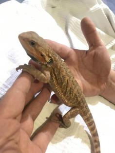 Bartagame Jungtiere abzugeben