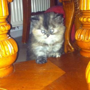 Wir wunderschöne Perser Kitten suchen ein liebevolles zuchause