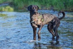 KENAI - männlich 2 Jahre 68 cm 34 kg Doggen-Mix Gechipt Kastriert