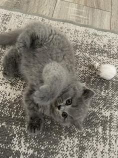Britisch kurzhaar kitten