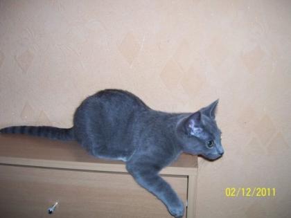 Russisch Blau Kater