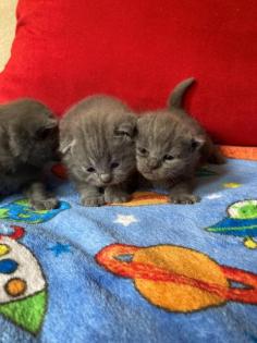 BKH KItten