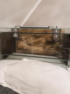 Glasterrarium Reptilien