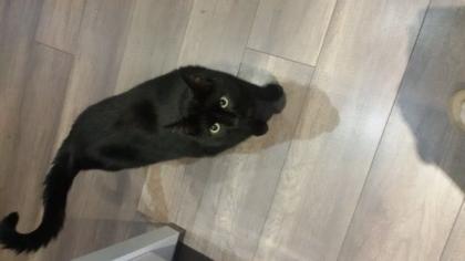 Kater sucht ein Zuhause