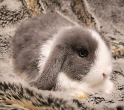 MiniLop, Zwergwidder, Kaninchen, NHD, Hase