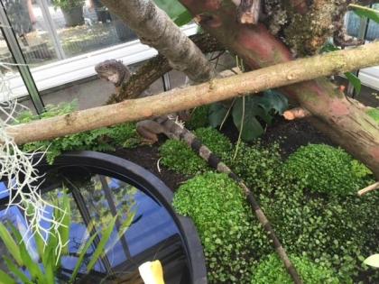 Leguan mit Terrarium an Liebhaber zu verschenken .