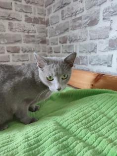 Russisch blau Kitten reinrassig 20. 11. 2024