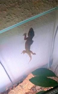 3 Blattzehengeckos komplett ausgestattetes Terrarium