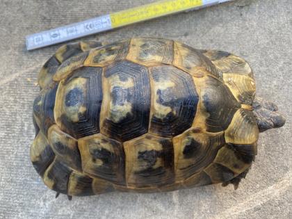 Verkaufe 2 griechische Landschildkröten, männlich