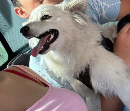 Spitz sucht dringend ein neues Zuhause