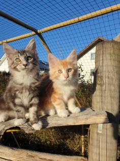 Prächtige Maine Coon Kitten