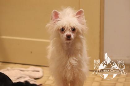 Chinese Crested Powderpuff Hündinnen