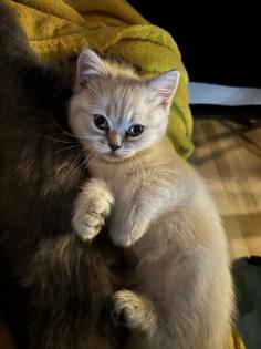 BKH Kitten Weibchen