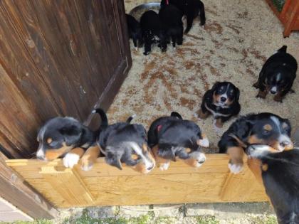 Welpen Appenzeller Sennenhund